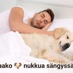 Saako koira nukkua sängyssä? Uusi tutkimus selvitti vaikutuksen uneen Mies nukkuu makeasti sängyssä kultaisennoutajan kanssa. Saako koira nukkua sängyssä?