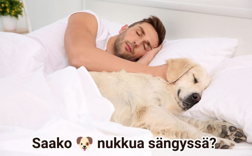 Saako koira nukkua sängyssä? Uusi tutkimus selvitti vaikutuksen uneen