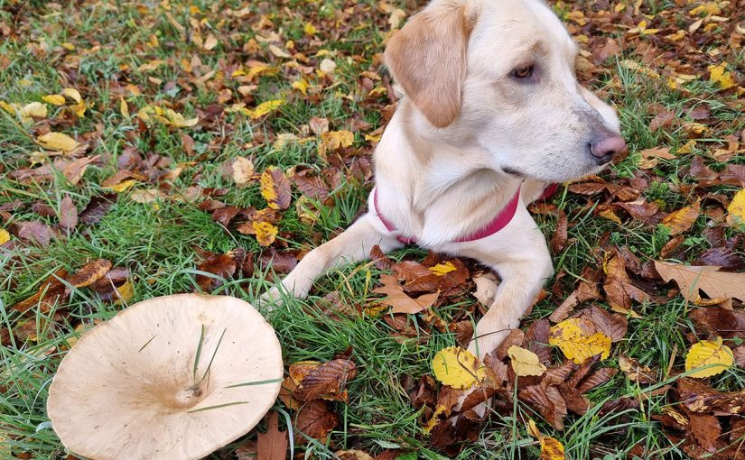 Mitä tehdä, jos koira syö syksyisellä metsäretkellä sienen? Vaaleanruskea labradorinnoutaja makoilee maassa lehtien seassa edessään suuri sieni.