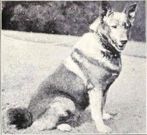 Norlanninkoira vuoden 1915 elokuvassa "Dogs of all Nations". Kuva: Wikimedia Commons