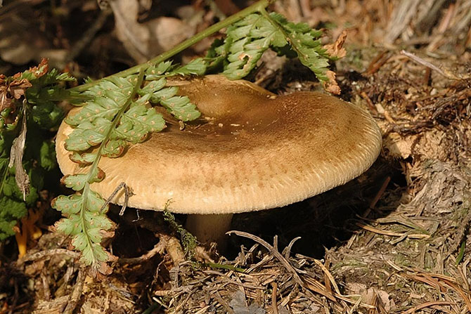 Pulkkosieni