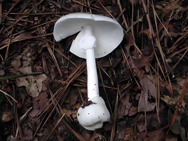 Valkokärpässieni on kauttaaltaan valkoinen, mukaan lukien sen heltat.