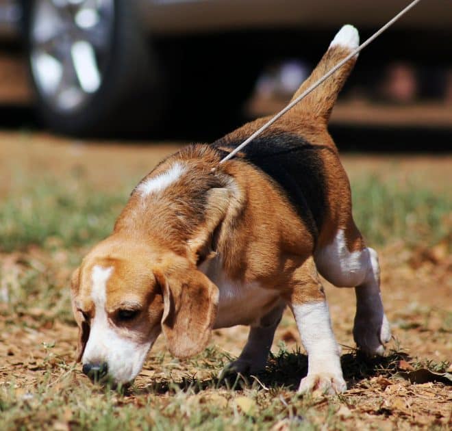 Beagle etsimässä jotain