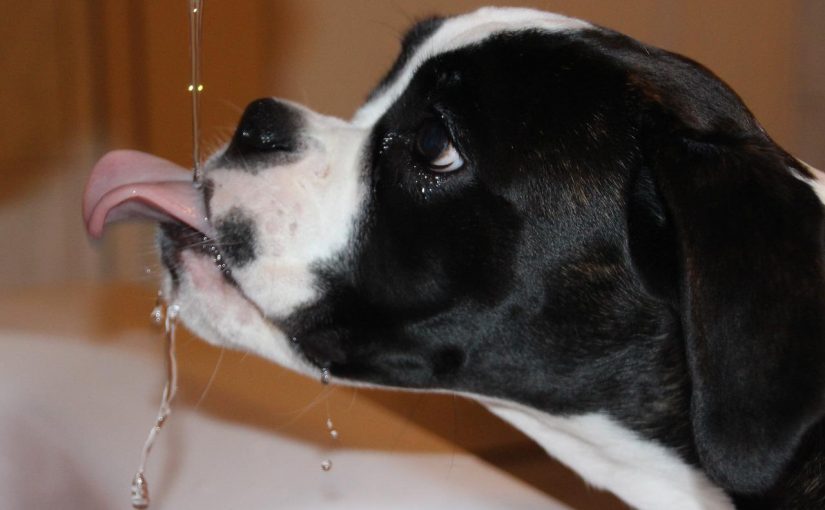 Miten saada koira juomaan? – 10 vinkkiä