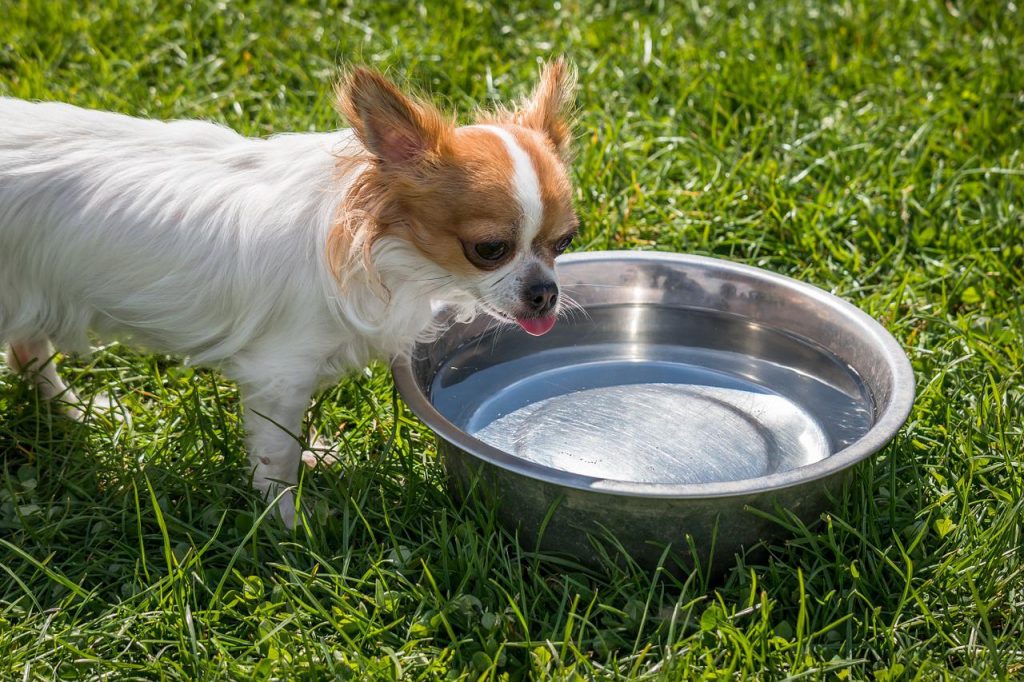 Chihuahua juomassa vettä vesikiposta