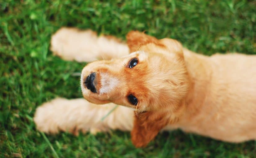 Miksi koirat syövät ruohoa?