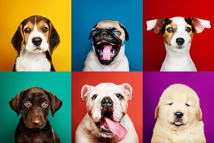 Maailmassa on 360 virallisesti tunnustettua koirarotua.