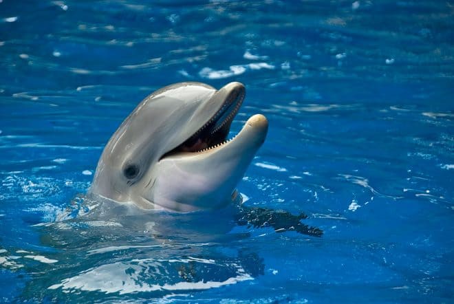 Vedestä päätään nostava iloiselta näyttävä delfiini ei välttämättä hymyile iloisuuttaan, vaikka se siltä näyttääkin.