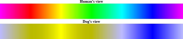 Ihmisten ja koirien näkemät värit