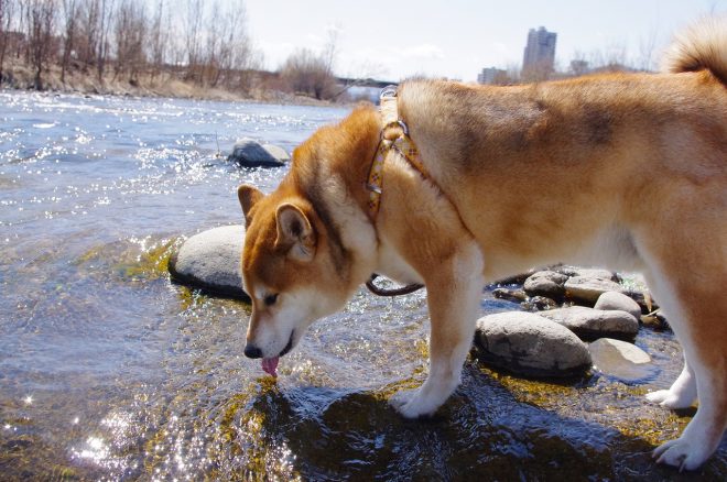 Koira juomassa joesta