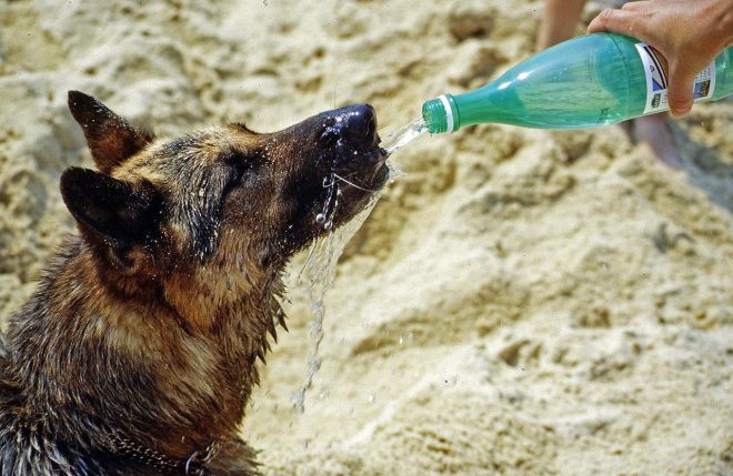 Koira juo vettä pullosta
