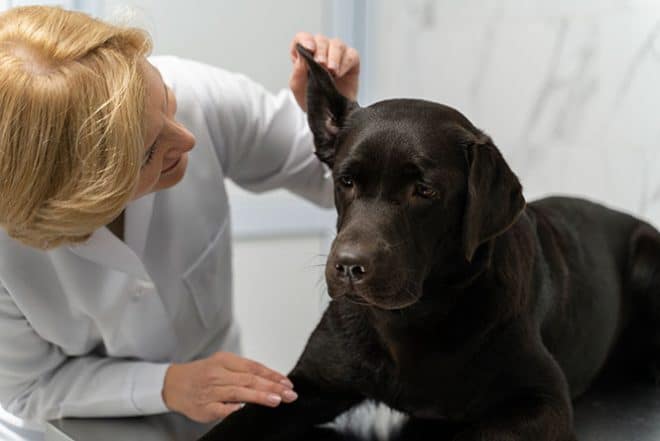 Täysikuun aiheuttama ylimääräinen valo voi viedä koiran pahimmillaan eläinlääkärille.