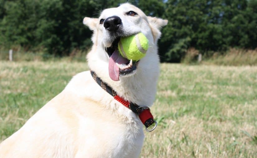 Koira leikkii tennispallolla