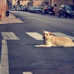 Koira makuulla keskellä tietä