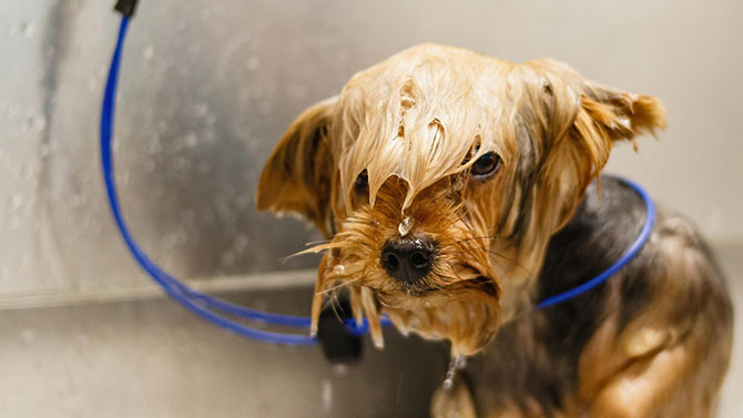Tyytymätön koira suihkussa