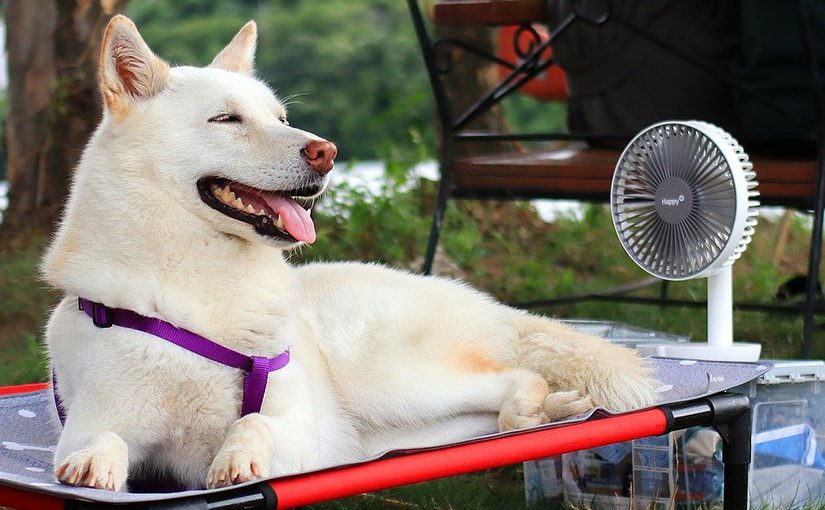 Pystykorvainen valkoinen koira nauttii tuulettimen viilennyksestä
