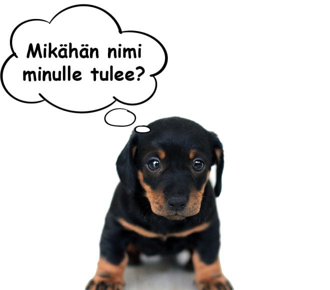 Pieni mustaruskea koiranpentu katsoo hellyttävästi kameraan; puhekuplassa lukee "Mikähän nimi minulle tulee?"