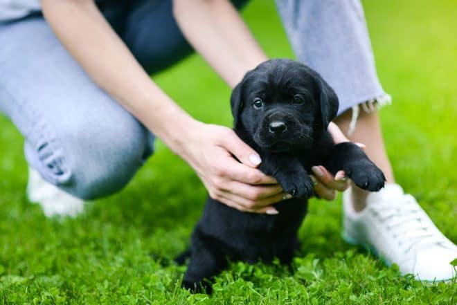 Hyvä koiran nimi on lyhyt, sisältää vain pari tavua, eikä sekoitu komentoihin. Tämä musta labradorinnoutajan pentu voisi olla esimerkiksi Musti tai Piki.