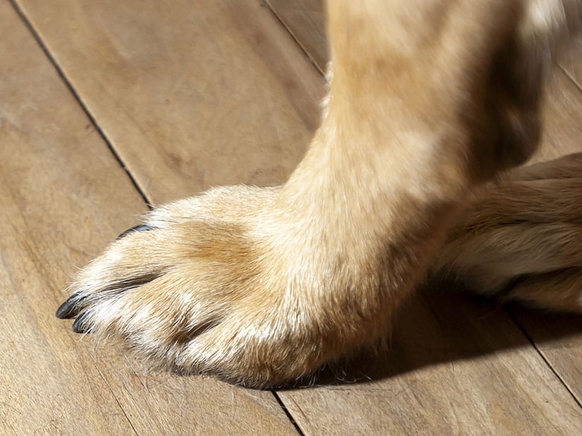 Tassun anturat ja kynnet auttavat koiraa saavuttamaan pidon liukkailla alustoilla.