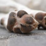 Koiran tassuissa on polkuanturat eli anturat, jotka voivat joskus kuivua ja halkeilla.