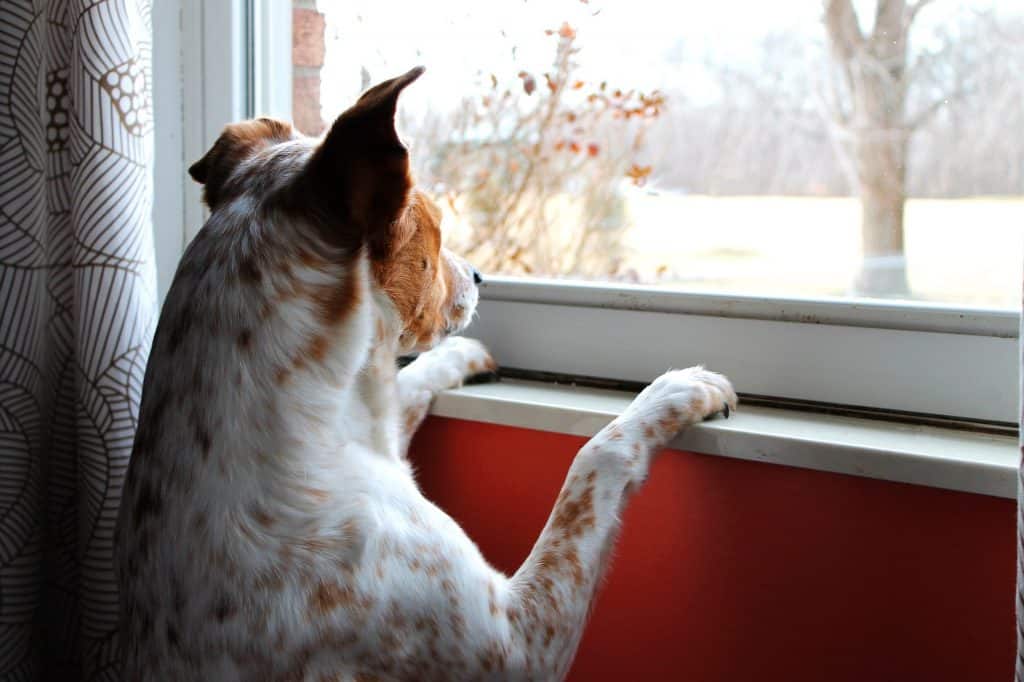Koira yksin kotona, katselee ikkunasta