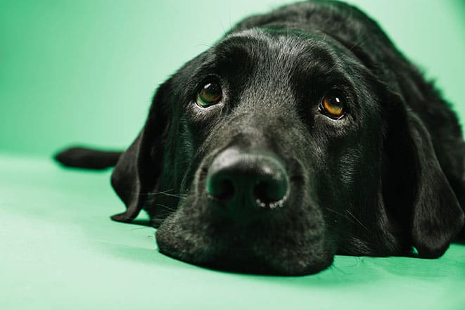 Musta labradorinnoutaja nostaa kulmiaan ja tarkkailee maailmaa.