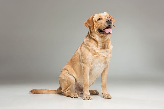 Labradorinnoutaja on 7:nneksi älykkäin koirarotu.