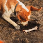 Miksi koirat piilottavat ruokaa ja herkkuja? Kuvassa luuta hautaava keskikokoinen koira.