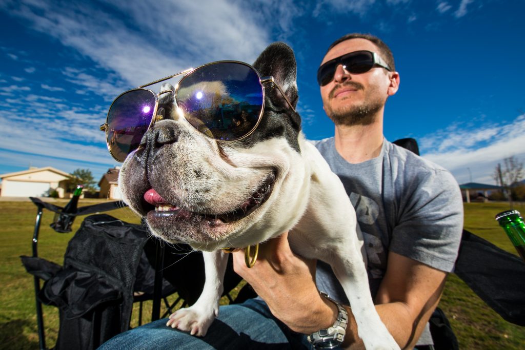 Mies ja ranskanbulldoggi - molemmat aurinkolaseissa.