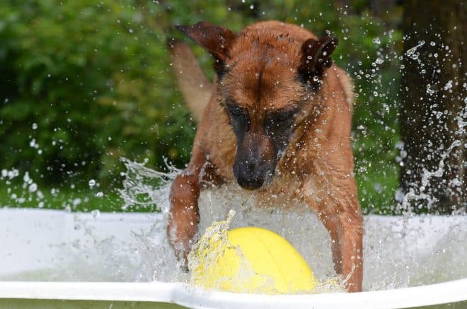 Belgianpaimenkoira tavoittelee uima-altaasta keltaista pallomaista lelua.