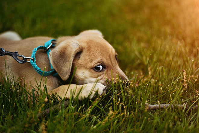 Luppakorvainen koira nurmikolla pentupanta kaulassaan