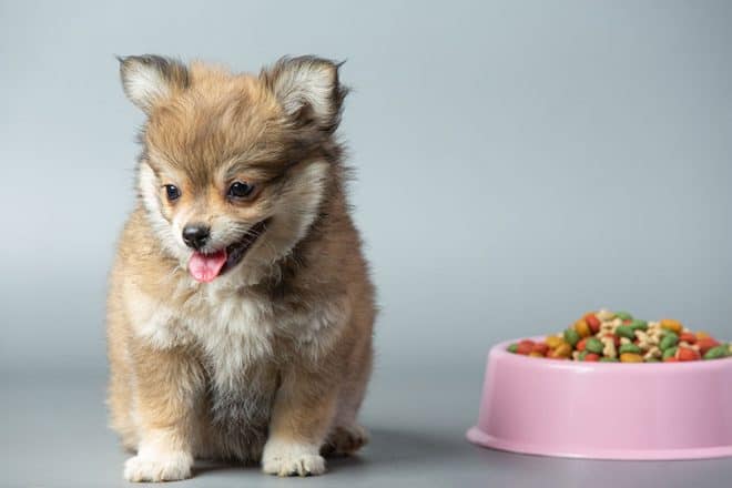 Pienikokoinen koira ruokakupin vieressä katselee poispäin ruoasta.