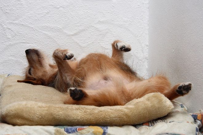 Sikeästi nukkuva sekarotuinen koira